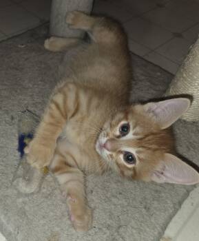 Domestic Short Hair Cats Available for Adoption in Fort Collins, Colorado - Cheetos | PetCurious