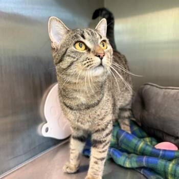 PIXI -  Domestic Short Hair Cat for Adoption in Barnstable, Massachusetts - PIXI | PetCurious