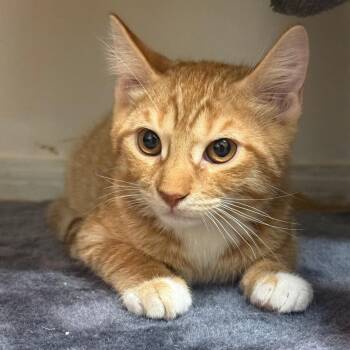 Jack -  Domestic Short Hair Cat for Adoption in Yucaipa, California - Jack | PetCurious