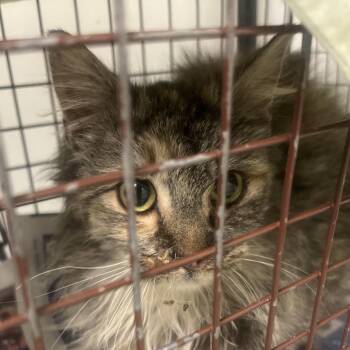 Domestic Long Hair Cats Available for Adoption - Truffles | PetCurious