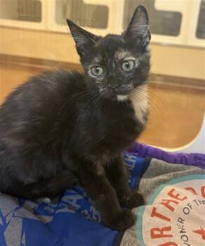 PEPPER -  Domestic Short Hair Cat for Adoption in Texas City, Texas - PEPPER | PetCurious