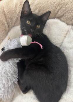 Lovegood (the Love Licker) -  Bombay and Domestic Short Hair Cat for Adoption in Houston, Texas - Lovegood (the Love Licker) | PetCurious