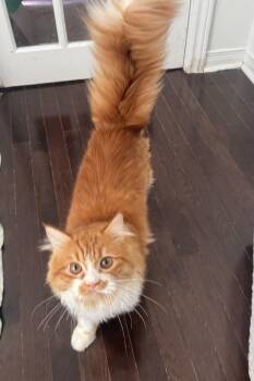 Micah -  Maine Coon and Himalayan Cat for Adoption in Brampton, Ontario - Micah | PetCurious