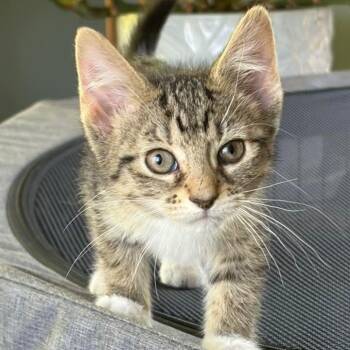 Moxie -  Tabby Cat Available for Adoption in Grand Rapids, Michigan - Moxie | PetCurious
