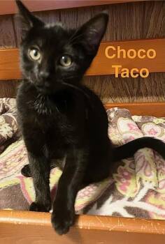 Choco taco -  Domestic Short Hair Cat for Adoption in Vancouver, Washington - Choco Taco | PetCurious