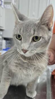 Misty -  Domestic Short Hair Cat for Adoption in Hillsdale, Indiana - Misty | PetCurious