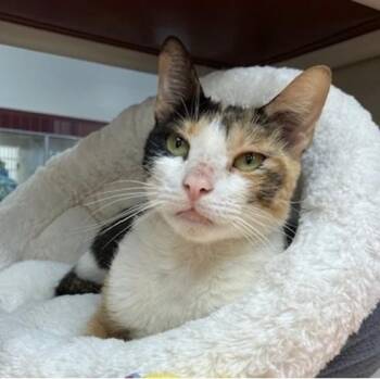 SAKURA -  Domestic Short Hair Cat for Adoption in Springfield, Massachusetts - SAKURA | PetCurious