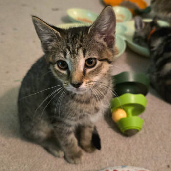 Rescue Tabby and Domestic Short Hair Cats for Adoption in Knoxville, Tennessee - Ferris | PetCurious