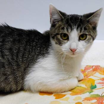 Rescue Domestic Short Hair Cats for Adoption in Canton, Illinois - Matthew | PetCurious