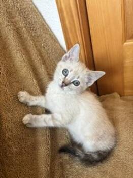 Beloved -  Domestic Short Hair Cat for Adoption in Divide, Colorado - Beloved | PetCurious