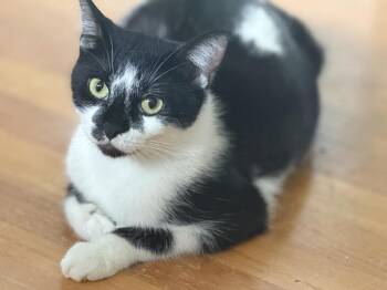 Moo -  Domestic Short Hair Cat for Adoption - Moo | PetCurious