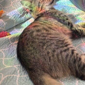 George Pawshington -  Domestic Medium Hair Cat for Adoption in Tampa, Florida - George Pawshington | PetCurious