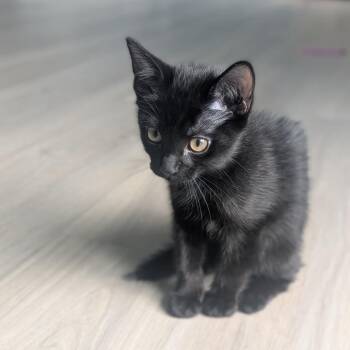 Pearl Hoglund -  Domestic Short Hair Cat for Adoption in Eagle Mountain, Utah - Pearl Hoglund | PetCurious