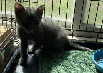 Rescue Domestic Short Hair Cats for Adoption in Breinigsville, Pennsylvania - Taurus | PetCurious