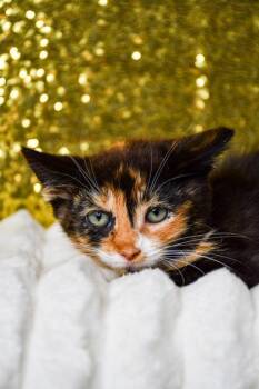 Rosemary -  Domestic Short Hair Cat for Adoption in Yakima, Washington - Rosemary | PetCurious