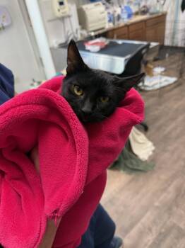Marina -  Domestic Short Hair Cat for Adoption in Cottonwood, Minnesota - Marina | PetCurious