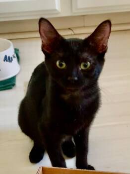 Rescue Domestic Short Hair Cats for Adoption in Parlier, California - Prosperity | PetCurious