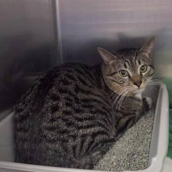 Domestic Short Hair Cats Available for Adoption - Juju | PetCurious