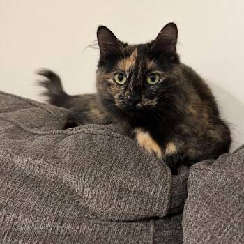 Messi -  Tortoiseshell Cat for Adoption in Bethel, Connecticut - Messi | PetCurious