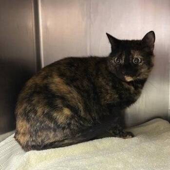 Friday -  Domestic Short Hair Cat for Adoption in Bellingham, Washington - Friday | PetCurious