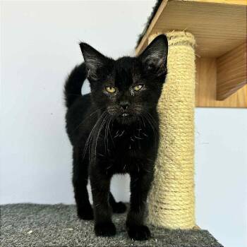 Rescue Domestic Short Hair Cats for Adoption in Hannibal, Missouri - Princess Yummy Bear | PetCurious