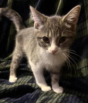 Little Freya -  Domestic Short Hair Cat for Adoption in Maineville, Ohio - Little Freya | PetCurious
