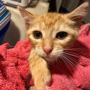 Fizz Lichens -  Domestic Short Hair Cat for Adoption in Woodstock, Virginia - Fizz Lichens | PetCurious