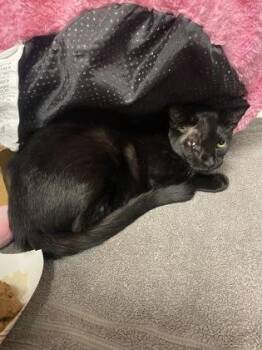 Lana -  Domestic Short Hair Cat for Adoption in Roseville, California - Lana | PetCurious