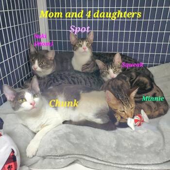 Domestic Short Hair Cats Available for Adoption - Chunk | PetCurious