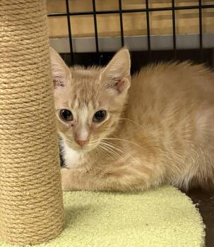 Cheddar -  Domestic Short Hair and Tabby Cat for Adoption in Roslyn Heights, New York - Cheddar | PetCurious