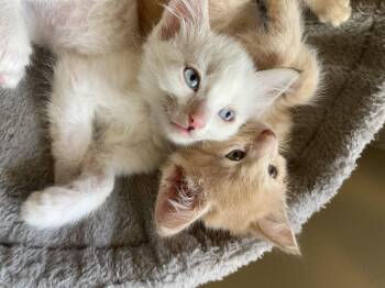 Domestic Short Hair Cats Available for Adoption in Fruit Heights, Utah - Swedish Chef | PetCurious