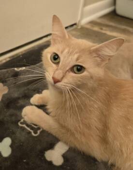 Domestic Short Hair Cats Available for Adoption in Walled Lake, Michigan - Jemma | PetCurious