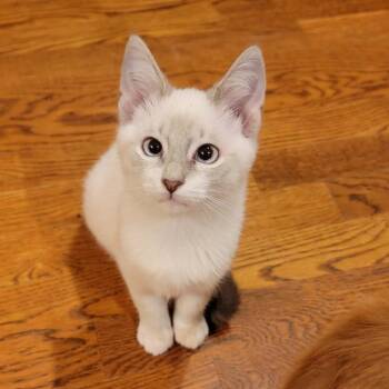 Woody -  Siamese Cat for Adoption in Brierfield, Alabama - Woody | PetCurious