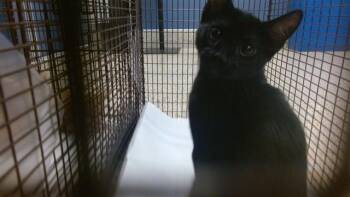 Domestic Short Hair Cats Available for Adoption - MEW | PetCurious