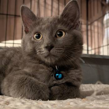 Ryder -  Domestic Short Hair Cat for Adoption in Newburgh, New York - Ryder | PetCurious