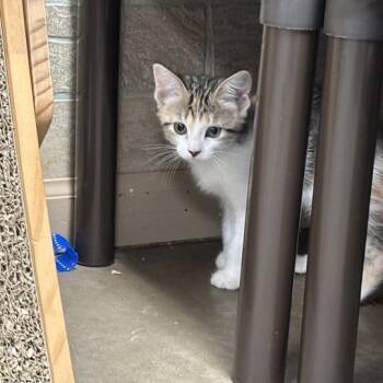 Take A Risk -  Domestic Short Hair Cat for Adoption in Davenport, Iowa - Take A Risk | PetCurious