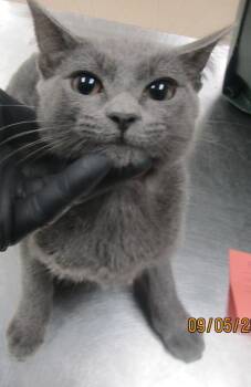 (622) -  Domestic Short Hair Cat for Adoption in Marietta, Georgia - (622) | PetCurious