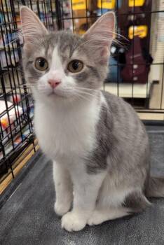 Shadow -  Tabby and Domestic Medium Hair Cat for Adoption in Farmland, Indiana - Shadow | PetCurious
