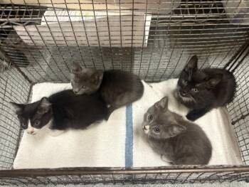 LUPE -  Domestic Short Hair Cat for Adoption in Tustin, California - LUPE | PetCurious