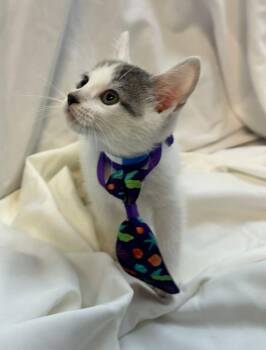 Domestic Short Hair Cats Available for Adoption in Margate, Florida - FREDRIC | PetCurious