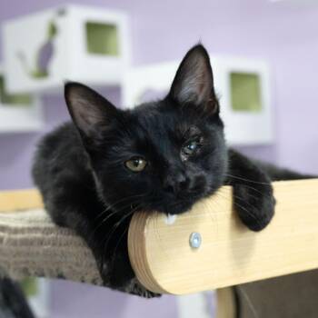 Eros -  Domestic Short Hair Cat for Adoption in Mckean, Pennsylvania - Eros | PetCurious