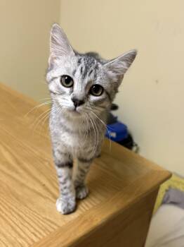 Fantasia -  Domestic Short Hair Cat for Adoption in Faribault, Minnesota - Fantasia | PetCurious