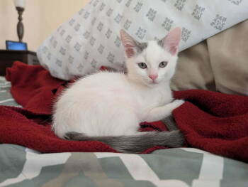 Rescue Domestic Short Hair Cats for Adoption in Ball Ground, Georgia - Deuce | PetCurious