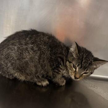 Barry Frost -  Domestic Short Hair Cat for Adoption in Saint Joseph, Missouri - Barry Frost | PetCurious