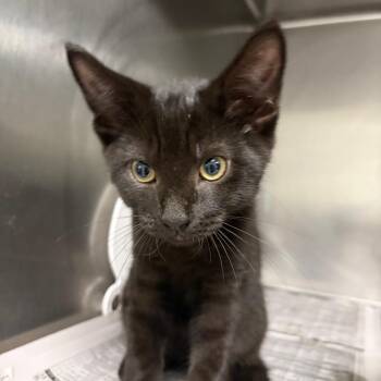 Jimmy Johns -  Domestic Medium Hair Cat for Adoption in Charleston, West Virginia - Jimmy Johns | PetCurious