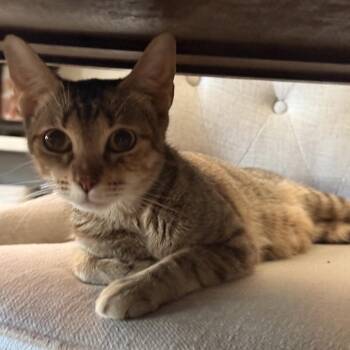 Domestic Short Hair Cats Available for Adoption - Mama D | PetCurious