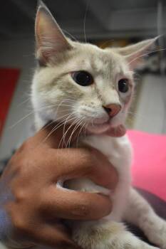 Lynx -  Siamese Cat for Adoption in Pahrump, Nevada - Lynx | PetCurious