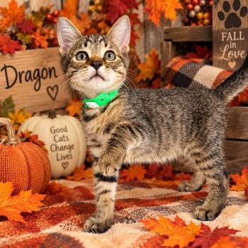 Dragon -  Tabby Cat for Adoption in Tavares, Florida - Dragon | PetCurious