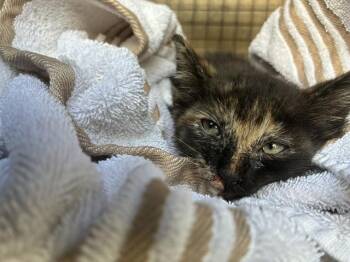 BETTY JO -  Domestic Short Hair Cat for Adoption in Louisville, Kentucky - BETTY JO | PetCurious