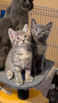 Chicken Wing, Fish Fry & Loganberry -  Domestic Medium Hair Cat for Adoption in Buffalo, New York - Chicken Wing, Fish Fry & Loganberry | PetCurious
